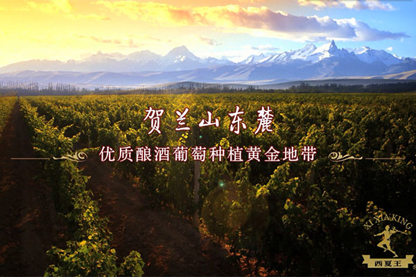 公司多元化戰略新品亮相-西夏王酒之道系列紅酒